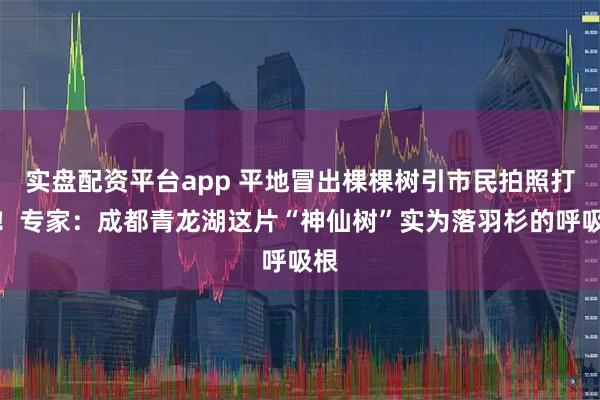 实盘配资平台app 平地冒出棵棵树引市民拍照打卡！专家：成都青龙湖这片“神仙树”实为落羽杉的呼吸根
